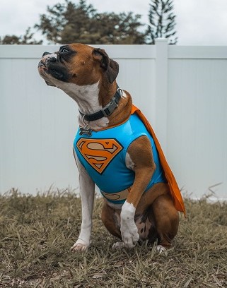 Câine cu ham Superman